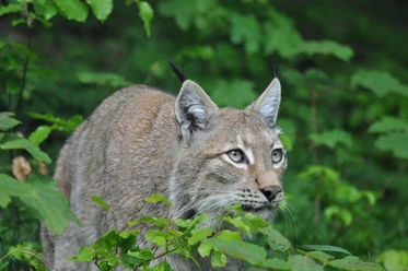 Luchs