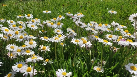 Wildkräuternachmittag.jpg
