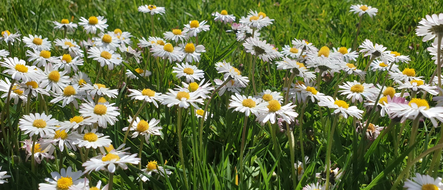 Wildkräuternachmittag.jpg