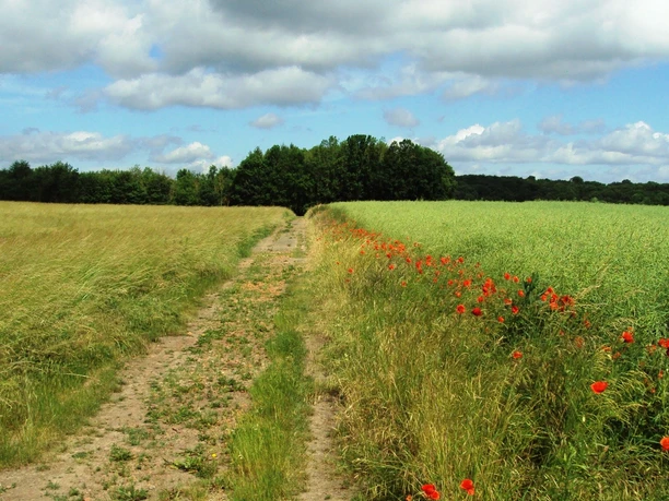 Salzgitter_Wanderweg18_HD_16zu9.JPG Wanderweg zwischen Feldern mit roten Mohnblumen am Wegesrand unter einem leicht bewölkten Himmel.