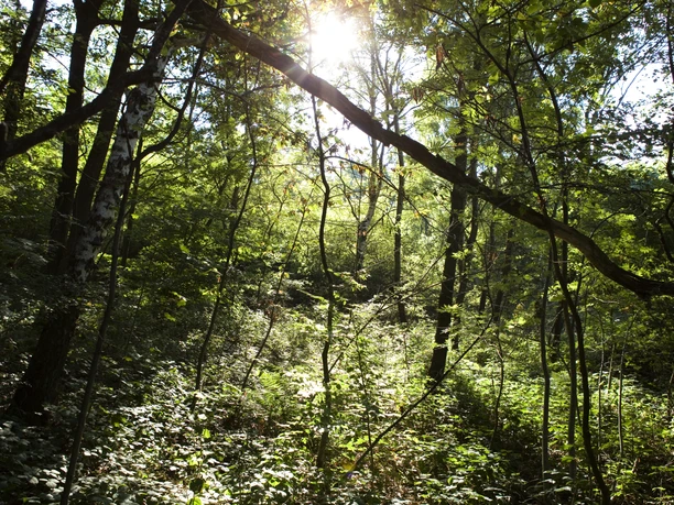 Wald Glashütten