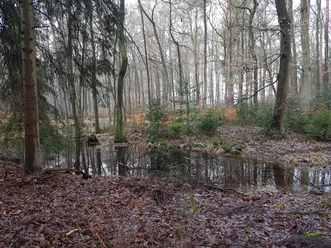 Erlenbruchwald am Schwarzen Teich.jpg Erlenbruchwald am Schwarzen Teich mit stillem Wasser zwischen hohen Bäumen