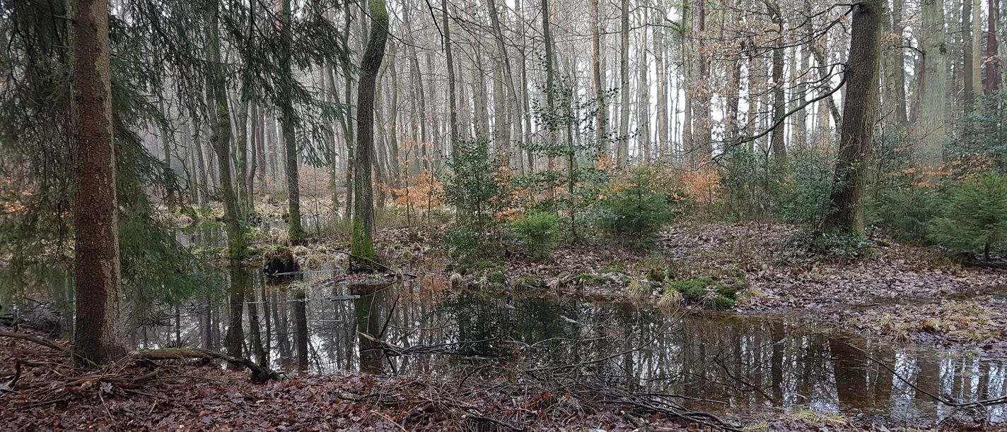 Erlenbruchwald am Schwarzen Teich.jpg Erlenbruchwald am Schwarzen Teich mit stillem Wasser zwischen hohen Bäumen