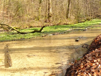 P1030244 (2019_07_31 09_06_00 UTC).JPG Flacher Bach mit klarem Wasser im Wald, umgeben von Moos und Laub