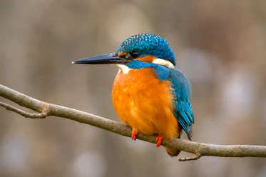 Eisvogel_Ausstellung_Kerstin-Lautenbach-Hsu.jpg