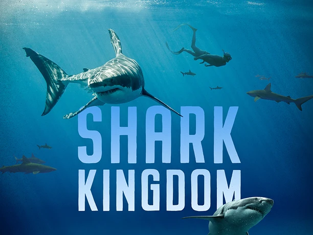 Shark Kingdom web