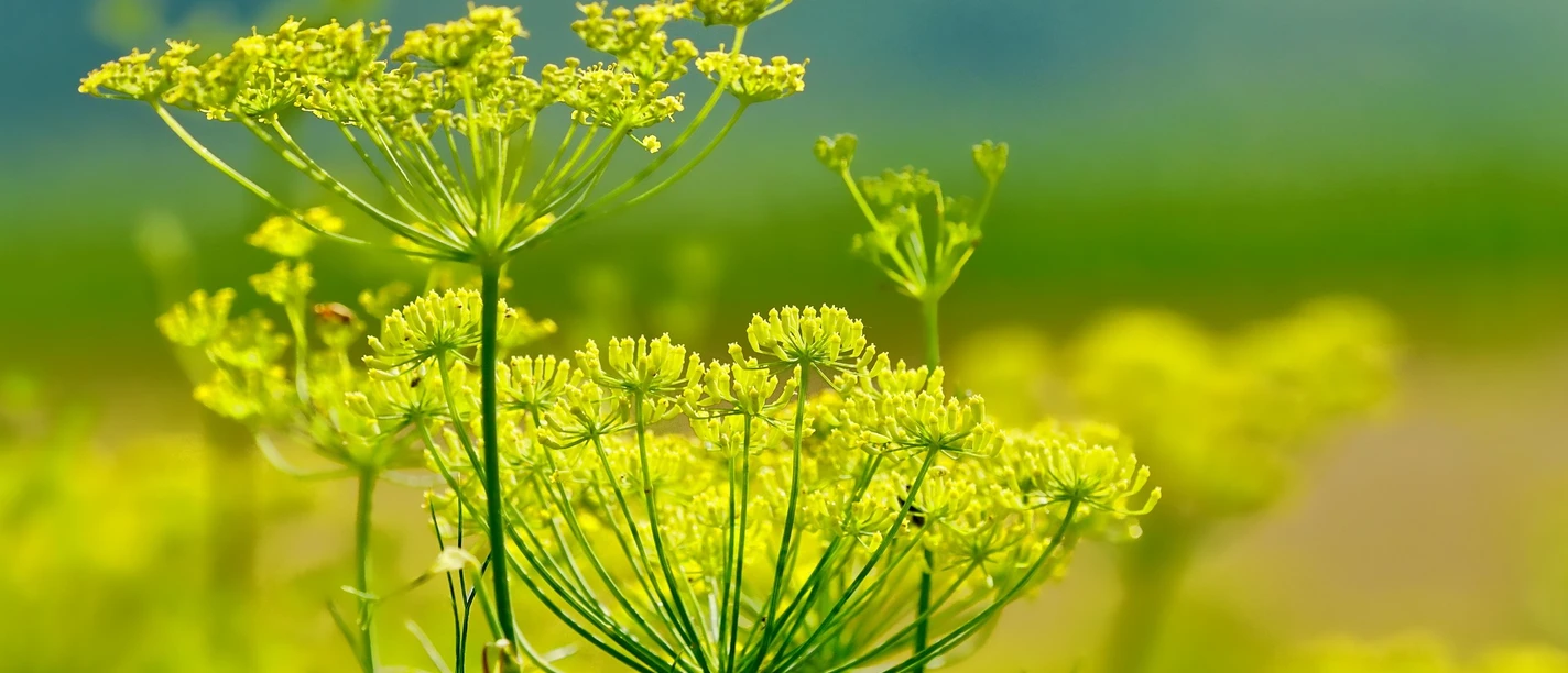 Fenchel | Beispielbild Fenchelblüte