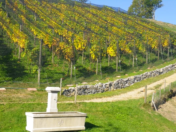 Weinreben Solaris