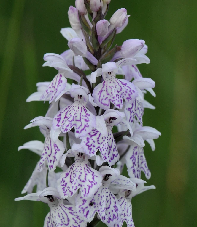 3b. Geflecktes Knabenkraut.JPG