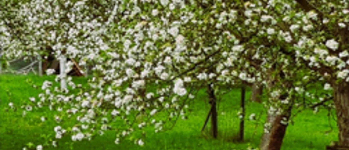 Yoga auf der Streuobstwiese