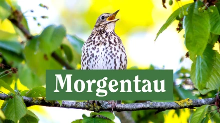 morgentau.jpg