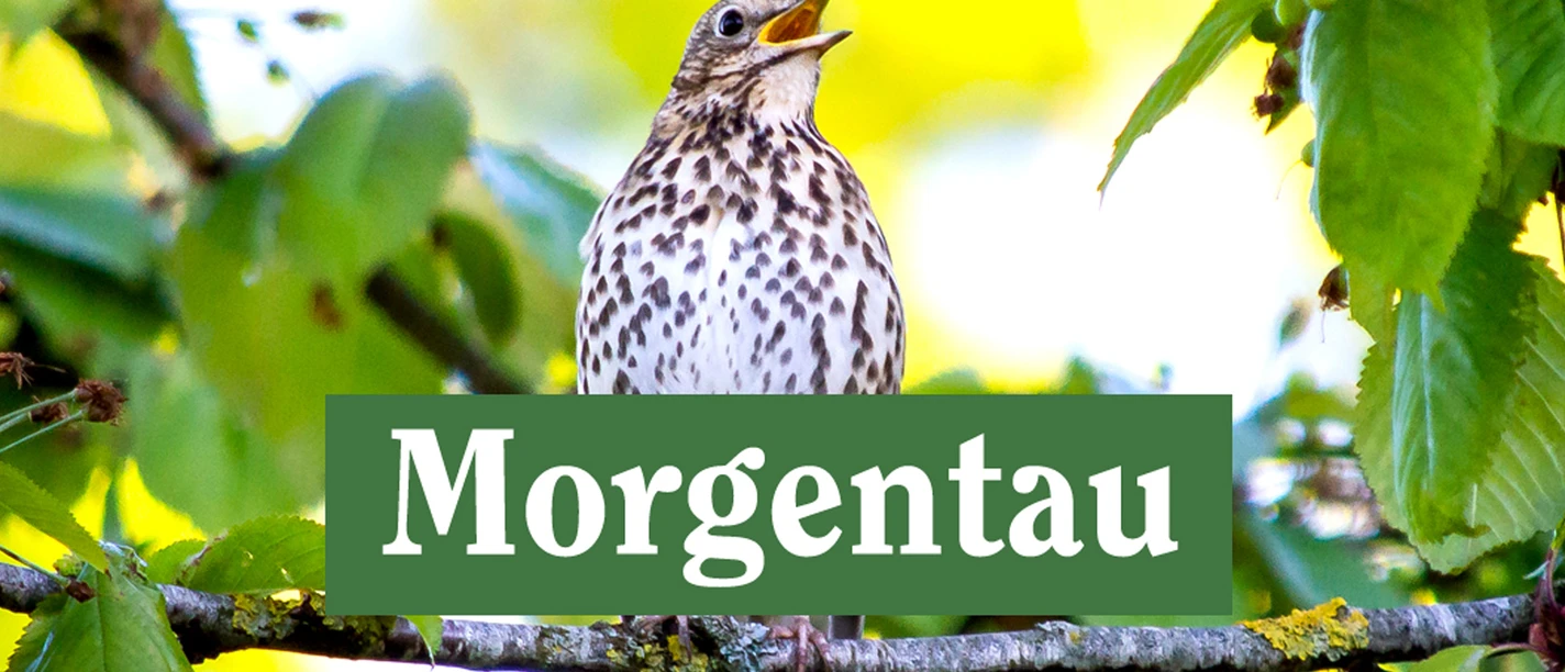 morgentau.jpg