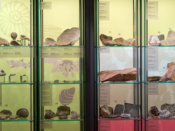 Vitrinen mit verschiedenen Gesteinen und Fossilien, beschriftet und hinter Glas ausgestellt.