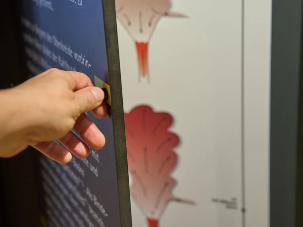 Eine Hand zieht an einem Informationsschild mit Diagrammen von Blüten.