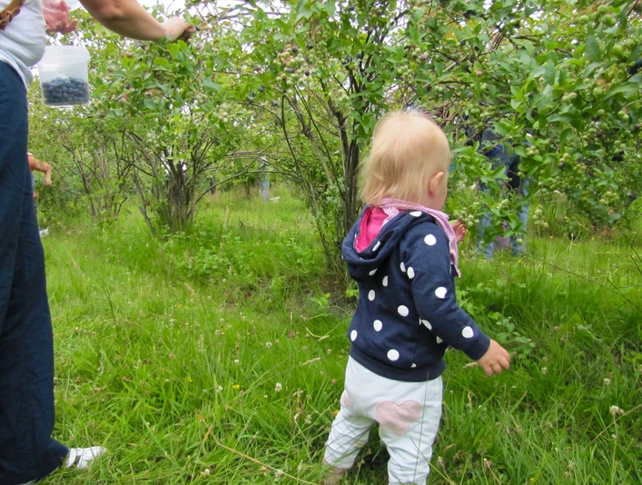 Bickbeernhof Café Herse GbR Kind beim Blaubeerpflücken Kleinkind pflückt Blaubeeren im Garten, umgeben von Büschen auf grünem Gras mit hellem Himmel.