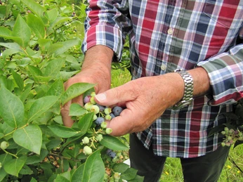 Ein Mann im Karohemd pflückt reife Blaubeeren von einem Strauch, Hände heben beerenbesetzte Zweige.