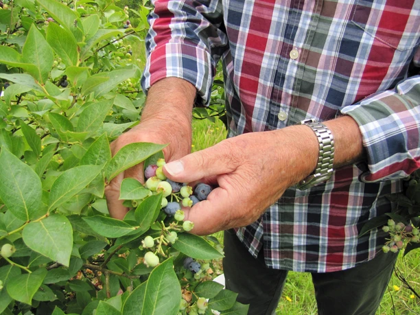 A man in a checked shirt picks ripe blueberries from a bush, hands lifting berry-studded branches.