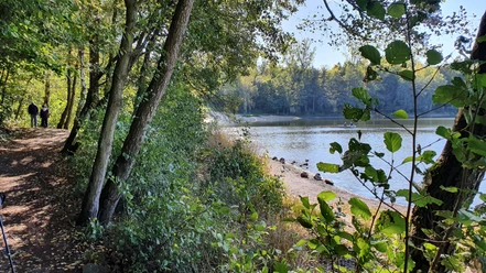 Schwan am Silbersee_Katrin Anders