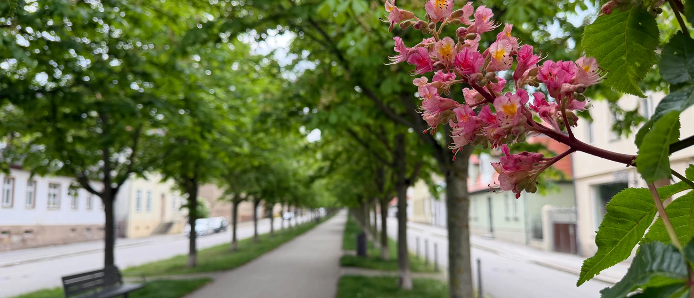 Allee1.jpg