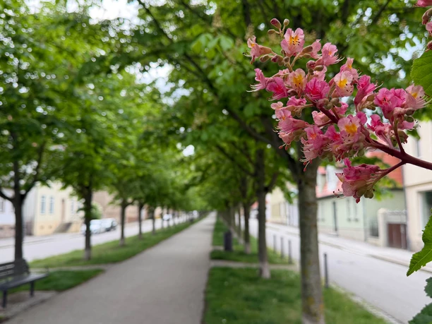 Allee1.jpg