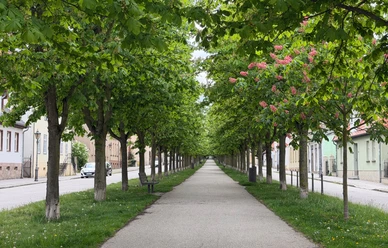 Allee2.jpg