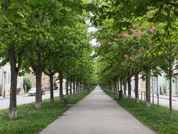 Allee2.jpg