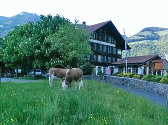 Restaurant Schönbühl avec des vaches