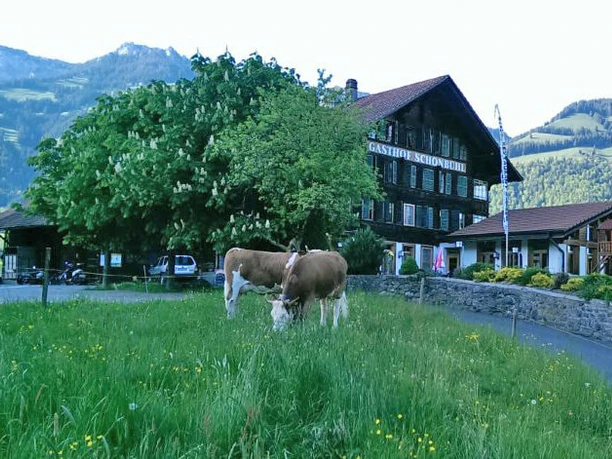 Restaurant Schönbühl avec des vaches Une prairie avec des vaches au premier plan et un restaurant à l'arrière-plan