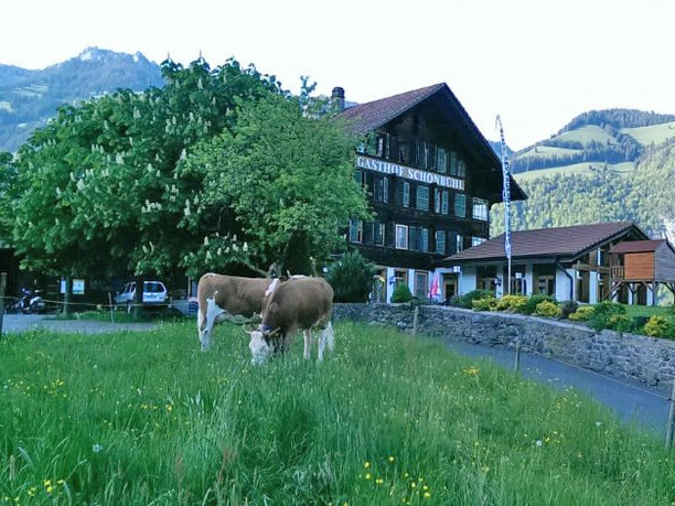 Restaurant Schönbühl mit Kühen