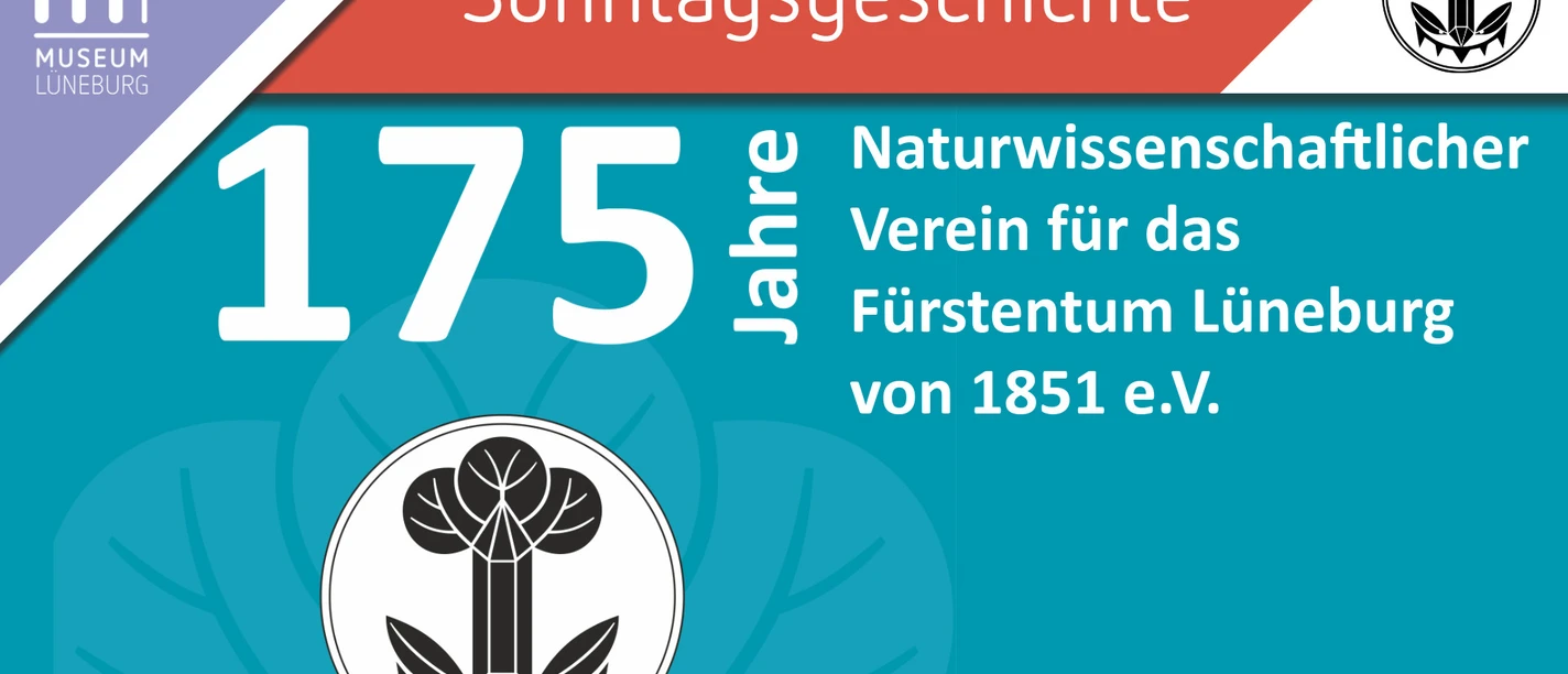 MLG Juni 26-11-Sonntagsgeschichte Rattenkönig.jpeg