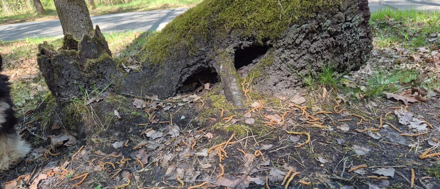 Märchenhafter Baum