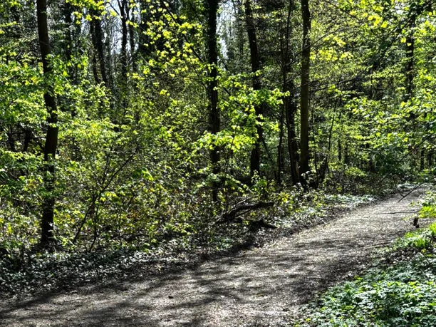Naturcoaching im Wald Waldweg im neanderland mit hellem Frühlingsgrün. Sonnenlicht fällt durch das Blätterdach.
