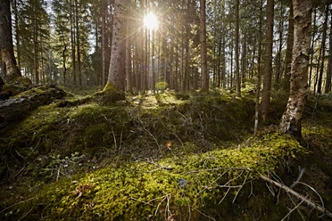 Waldstück Soier See (C) Gert Krautbauer.jpg