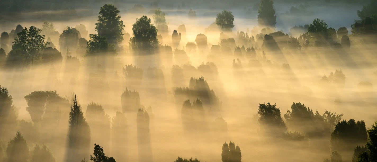 DK_26_136717.jpg Sonnenstrahlen durchbrechen den Morgennebel über den Baumwipfeln in der Lüneburger Heide.