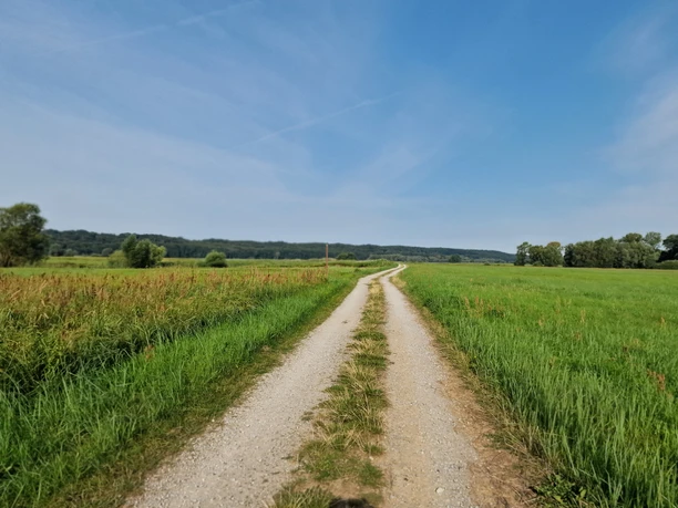 Schieringer Forst Weg.jpg
