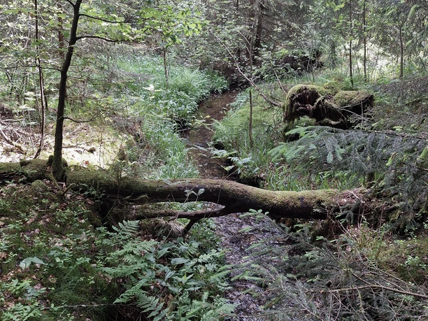 Rundwanderung durchs Wehbachtal (A3)