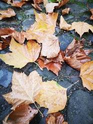 Herbst.jpg