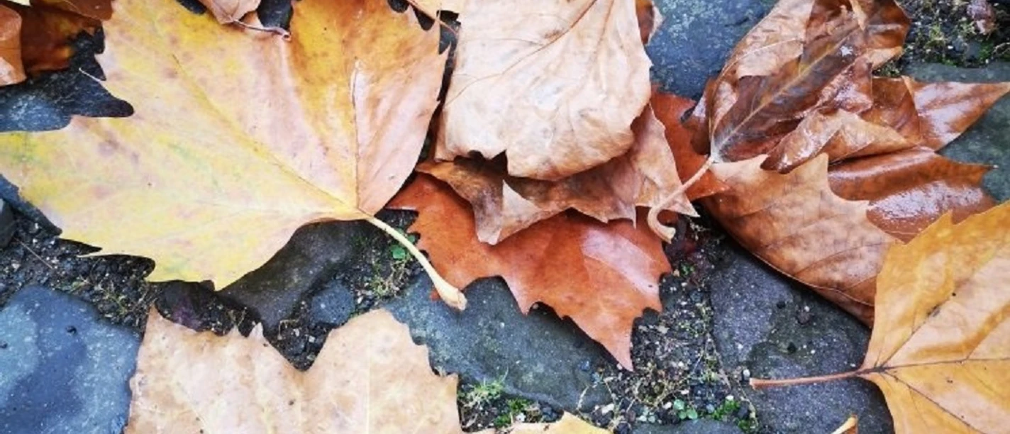 Herbst.jpg