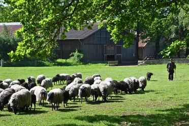 Heidschnucken auf Hof Tütsberg