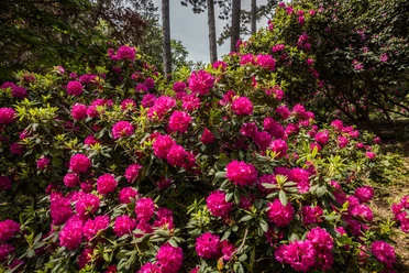 Blütenpracht Rhododendron