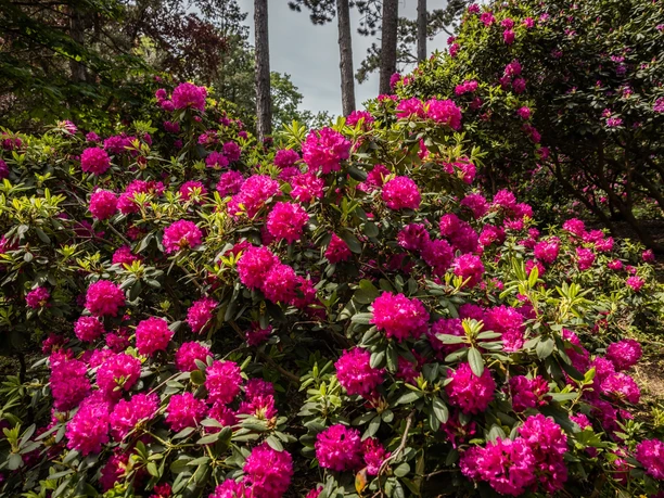 Blütenpracht Rhododendron