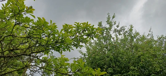 Wald.jpg