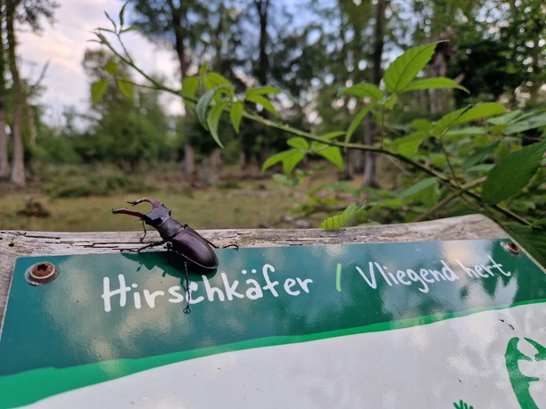 Hirschkäfer im Hutewald - Tierparkarchiv.jpg