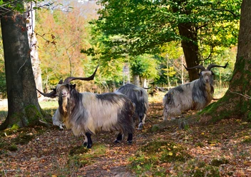 Ziegen im Hutewald © Franz Frieling.jpg