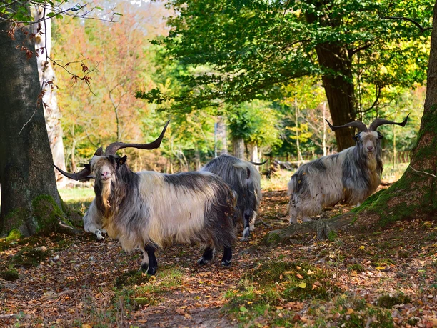 Ziegen im Hutewald © Franz Frieling.jpg