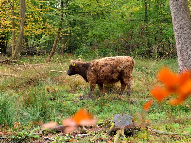 Galloway im Hutewald © Franz Frieling.jpg