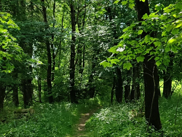 Waldpfad.jpg