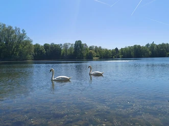 Blick auf den Hegbachsee Zwei Schwäne auf See vor Baumreihe