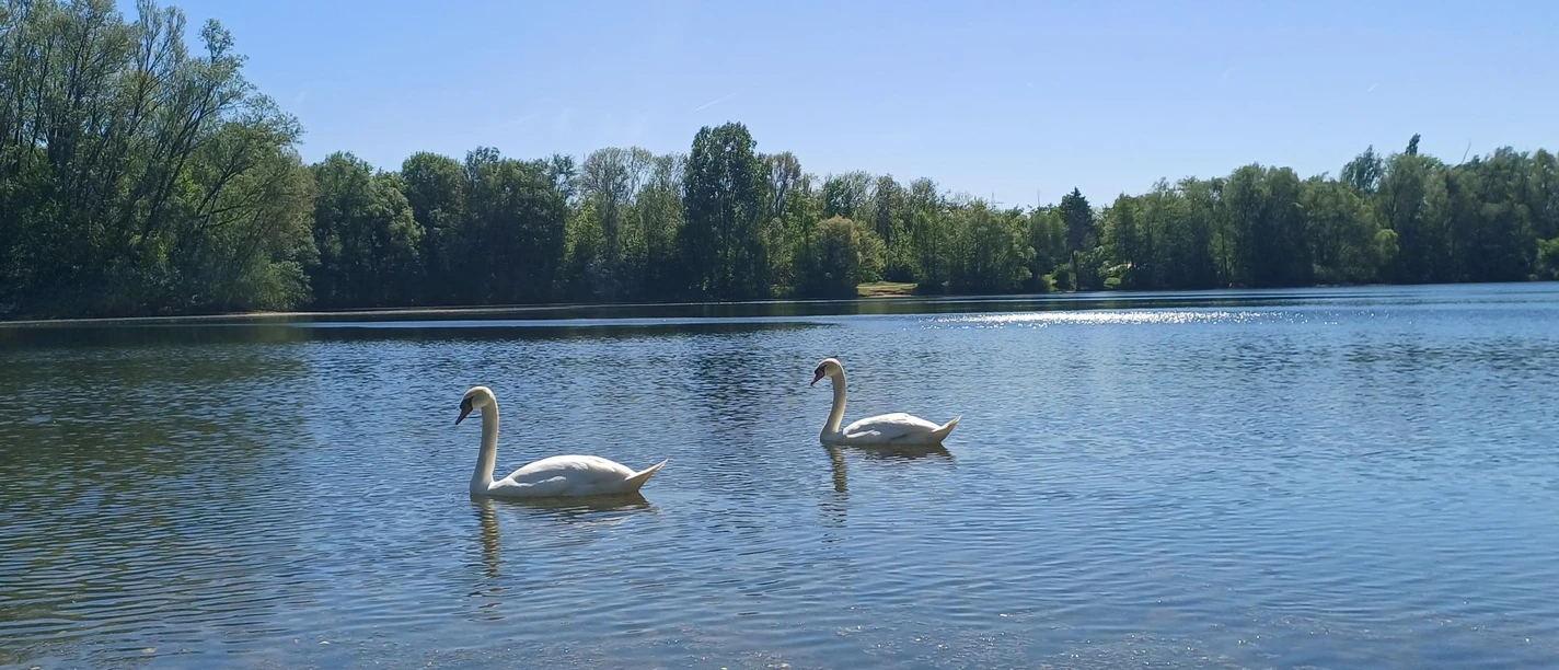 Blick auf den Hegbachsee Zwei Schwäne auf See vor Baumreihe