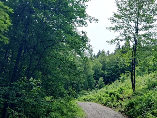 Bergauf zum Forsthaus